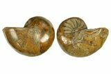 Jurassic Cut & Polished Nautilus (Cymatoceras) Fossil -Madagascar #287995-1